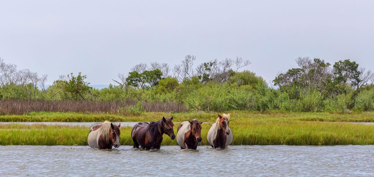Chincoteague Island Ponies